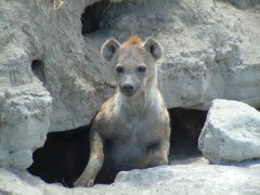 13-Hyena